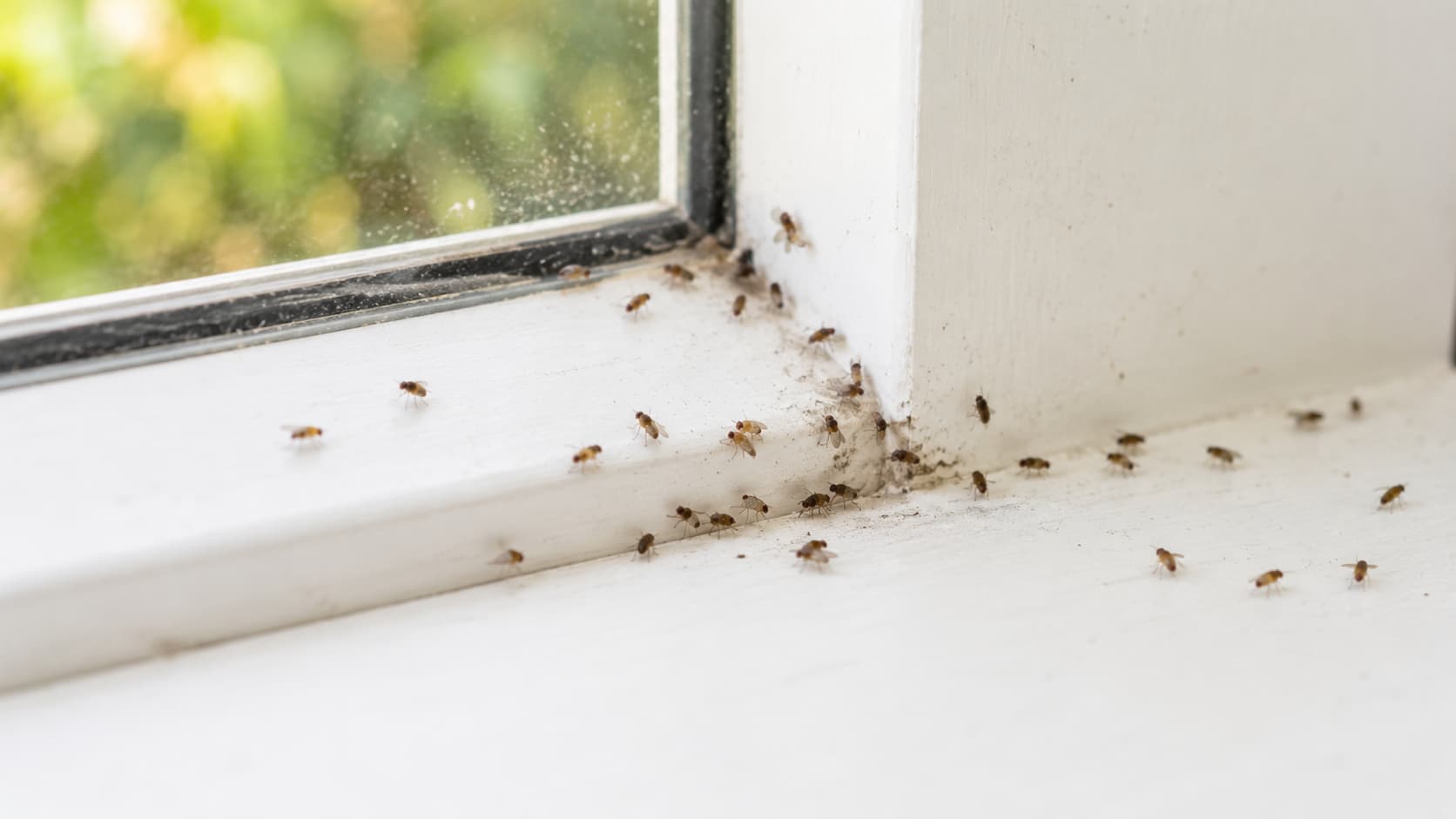 7 Best Insect Removal Services in Sandy, Utah (2026)