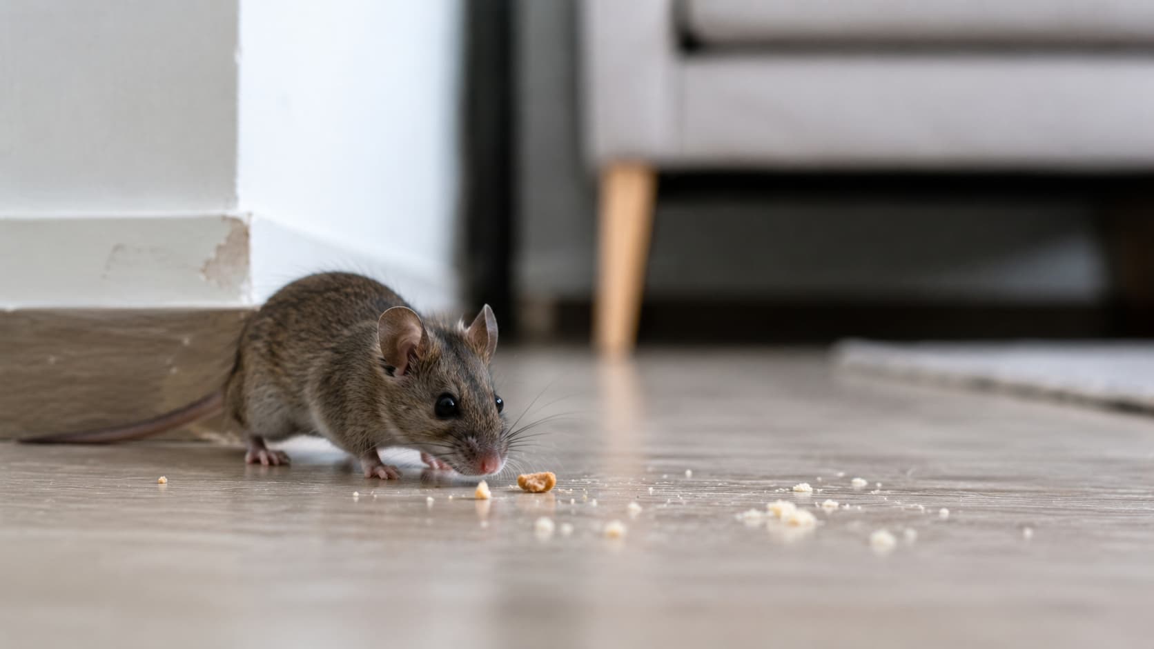 9 Best Mice Exterminator Services in Sandy, Utah (2026)
