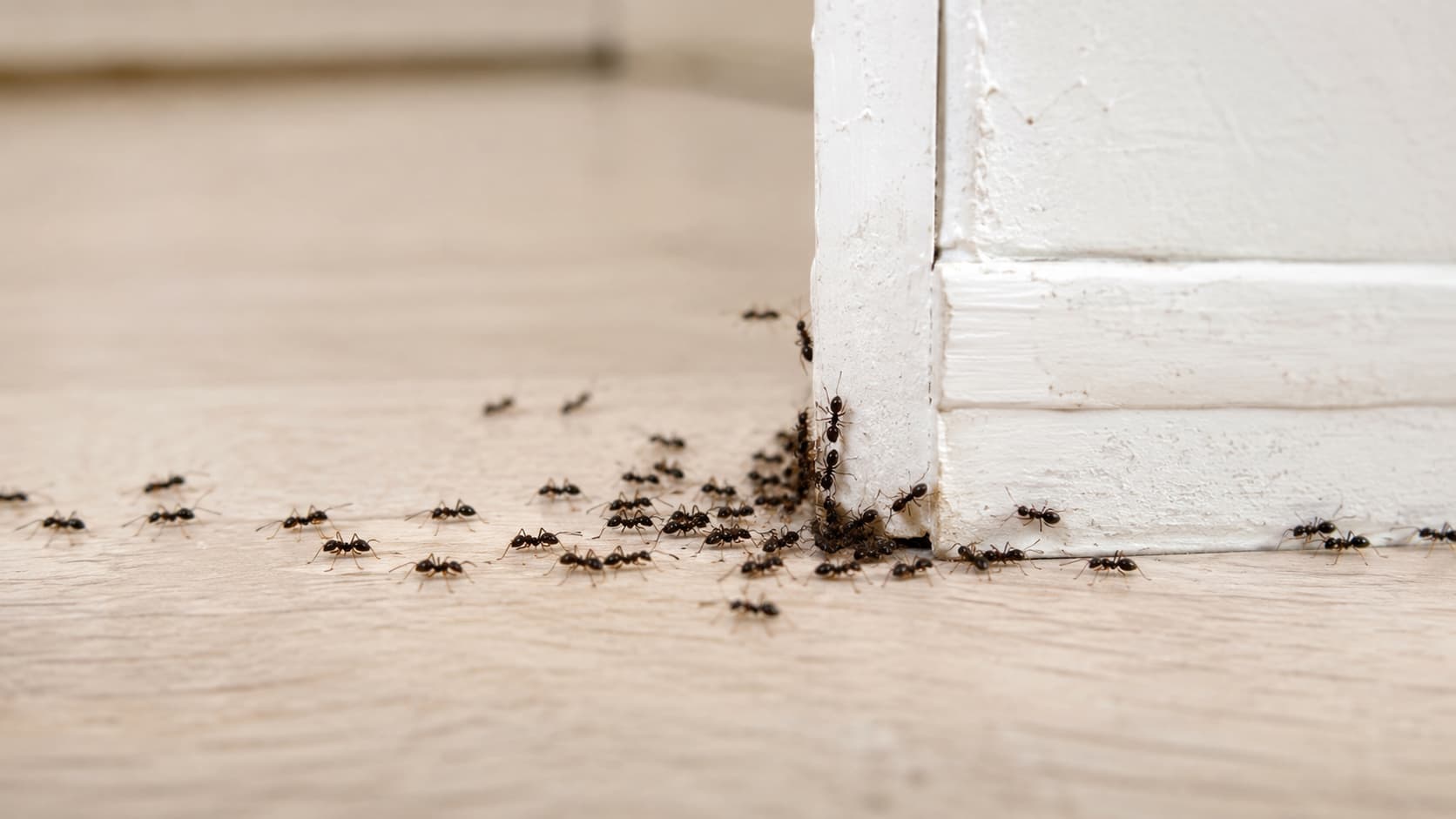 10 Best Ant Control Services in Cincinnati, Ohio (2026)
