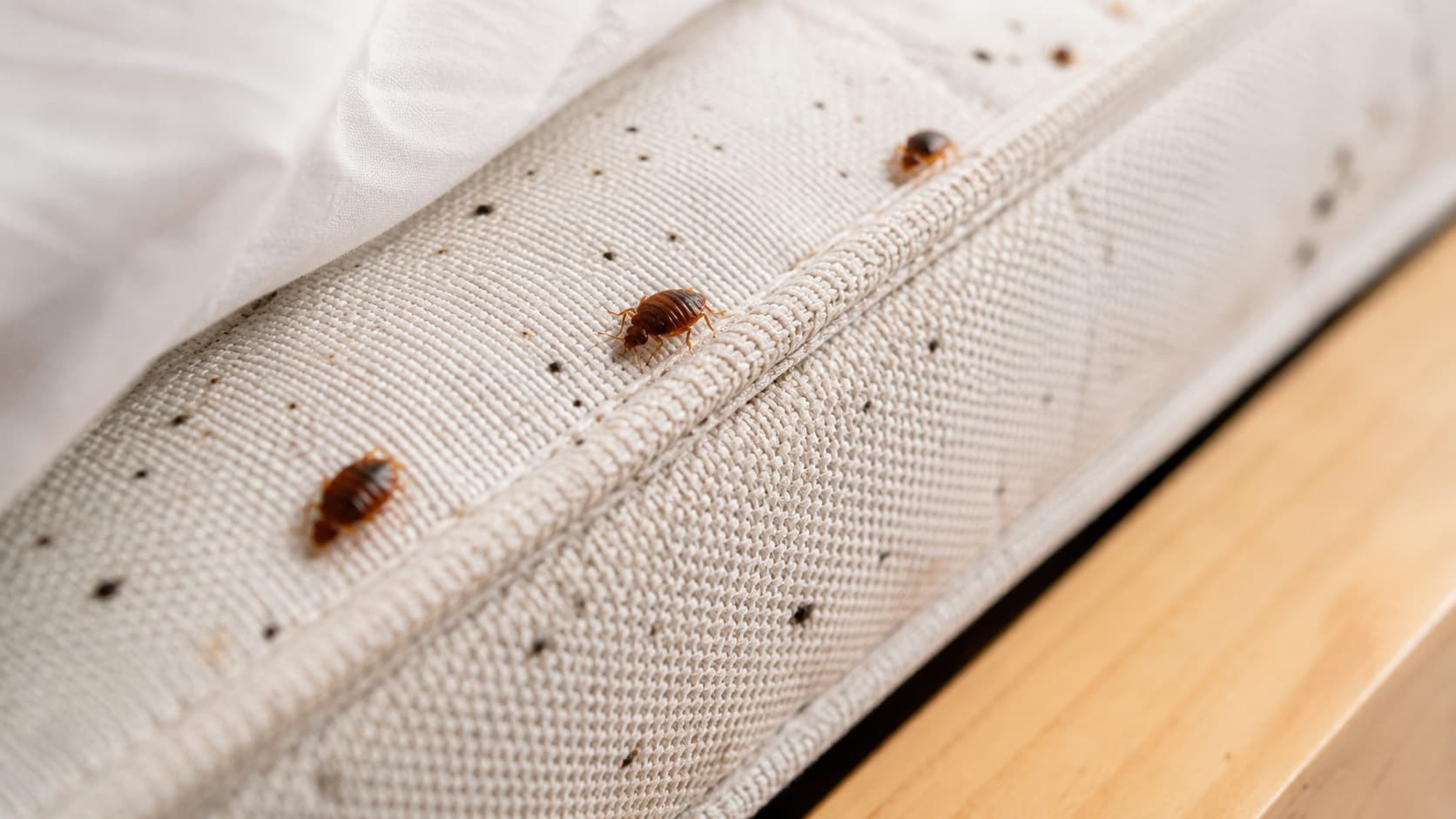 7 Best Bed Bug Exterminator Services in Cincinnati, Ohio (2026)