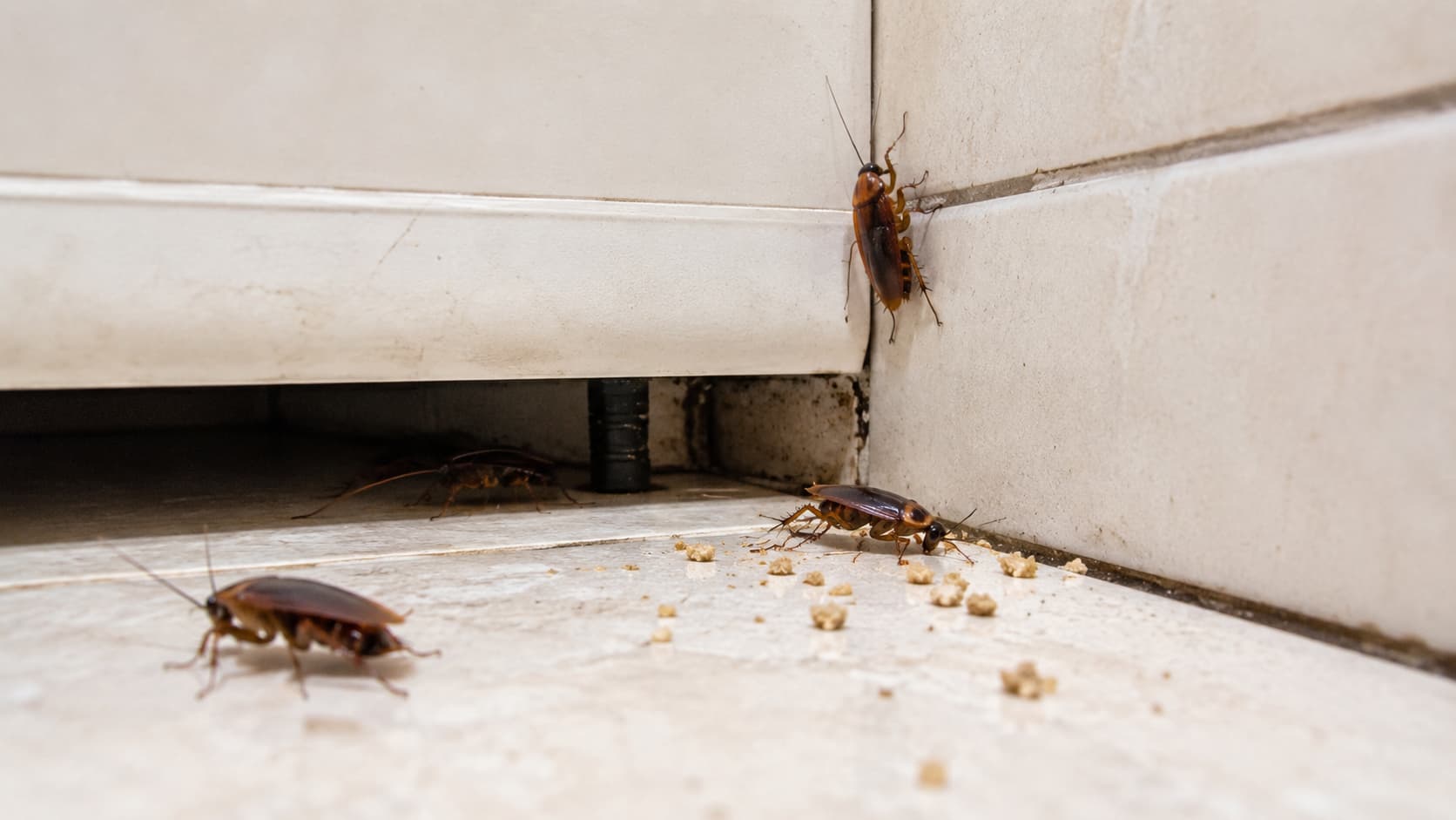 8 Best Cockroach Exterminator Services in Cincinnati, Ohio (2026)
