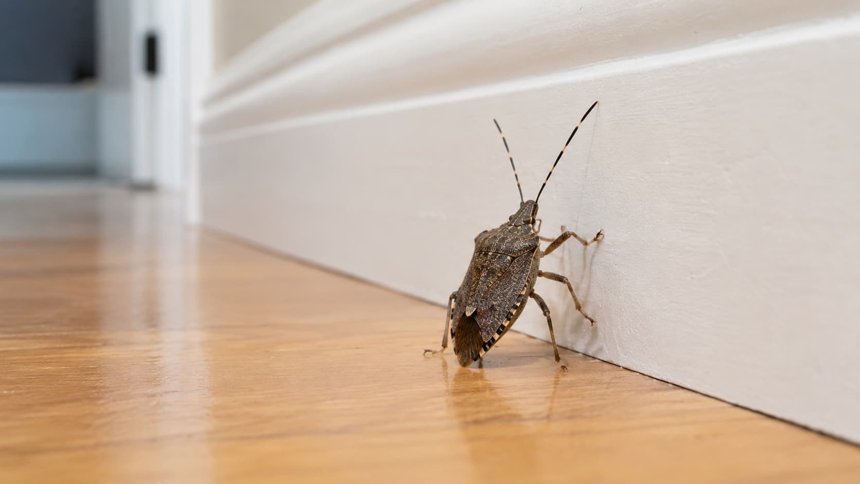 9 Best Insect Control Services in Cincinnati, Ohio (2026)