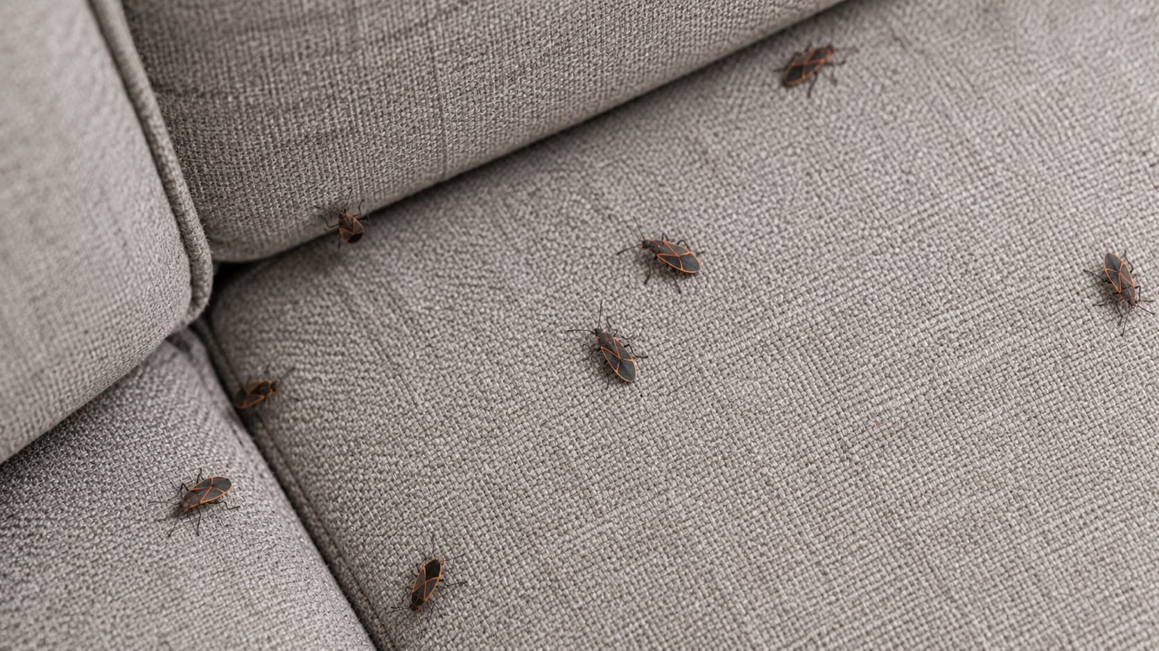 8 Best Box Elder Exterminator Services in Akron, Ohio (2026)