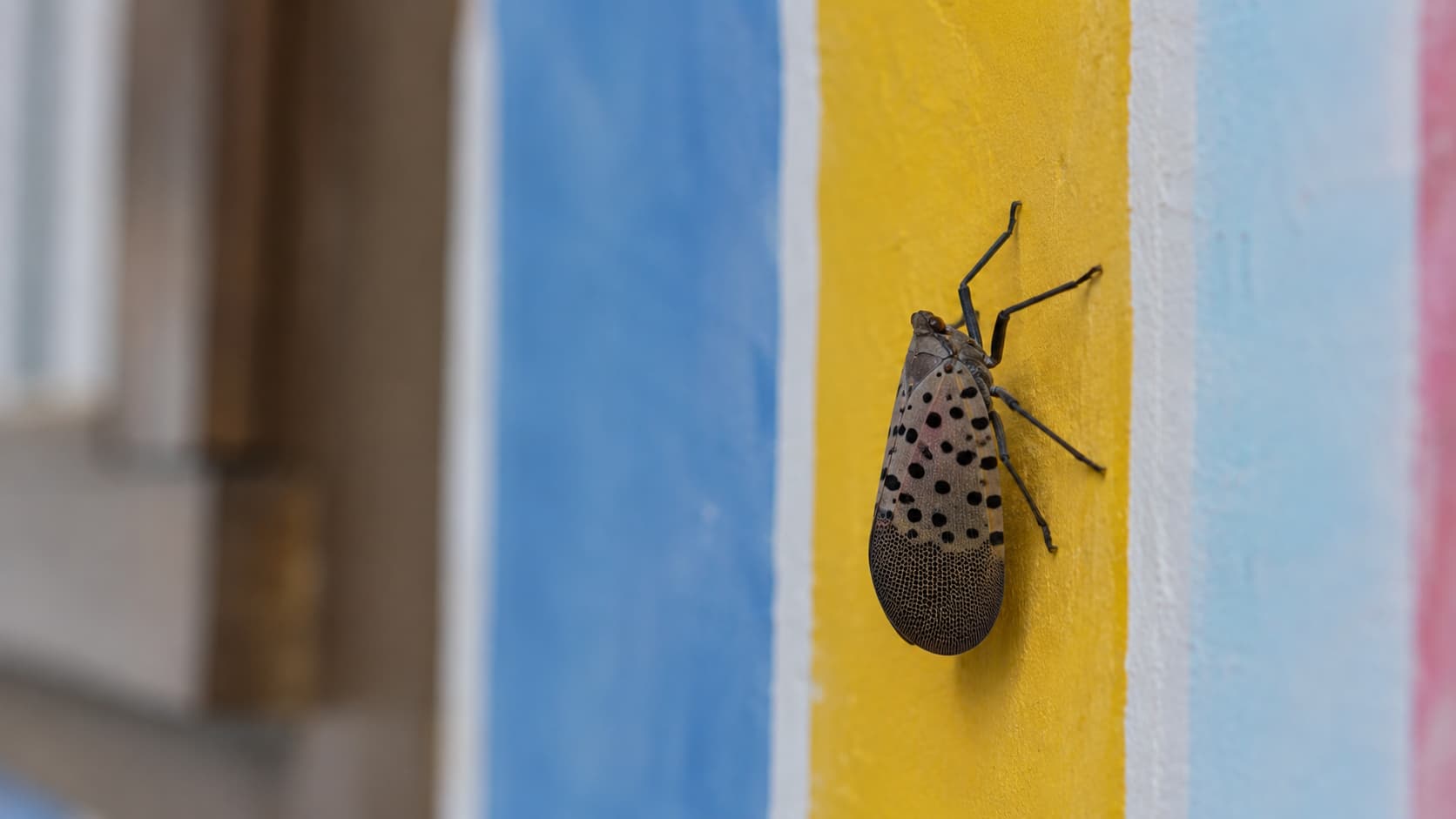 7 Best Lanternfly Exterminator Services in Akron, Ohio (2026)