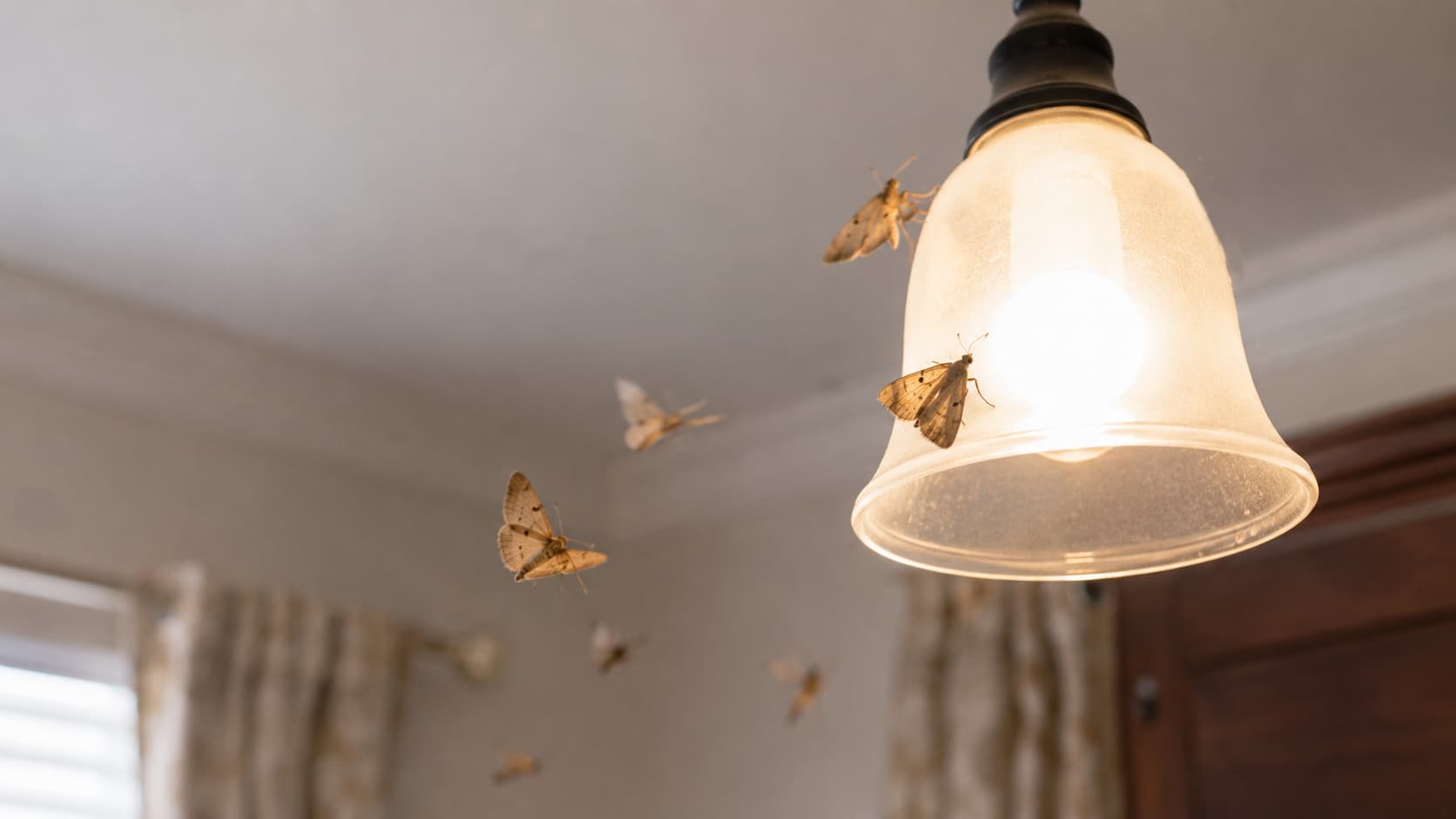 7 Best Moth Control Services in Akron, Ohio (2026)