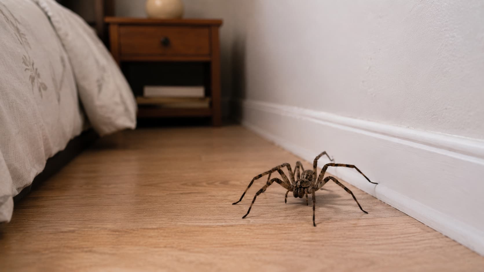 9 Best Spider Control Services in Akron, Ohio (2026)