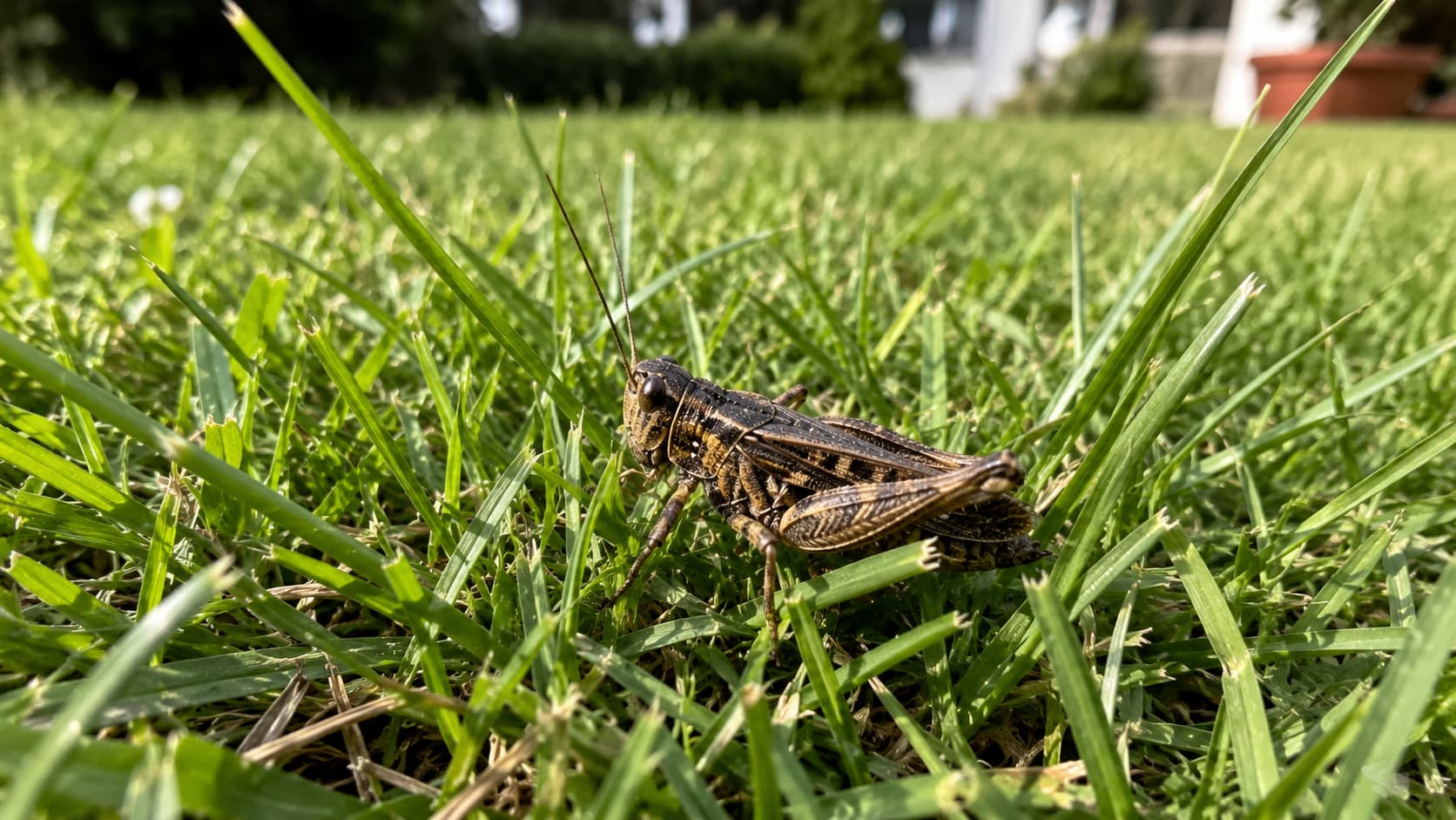 9 Best Insect Control Services in Columbus, Ohio (2026)