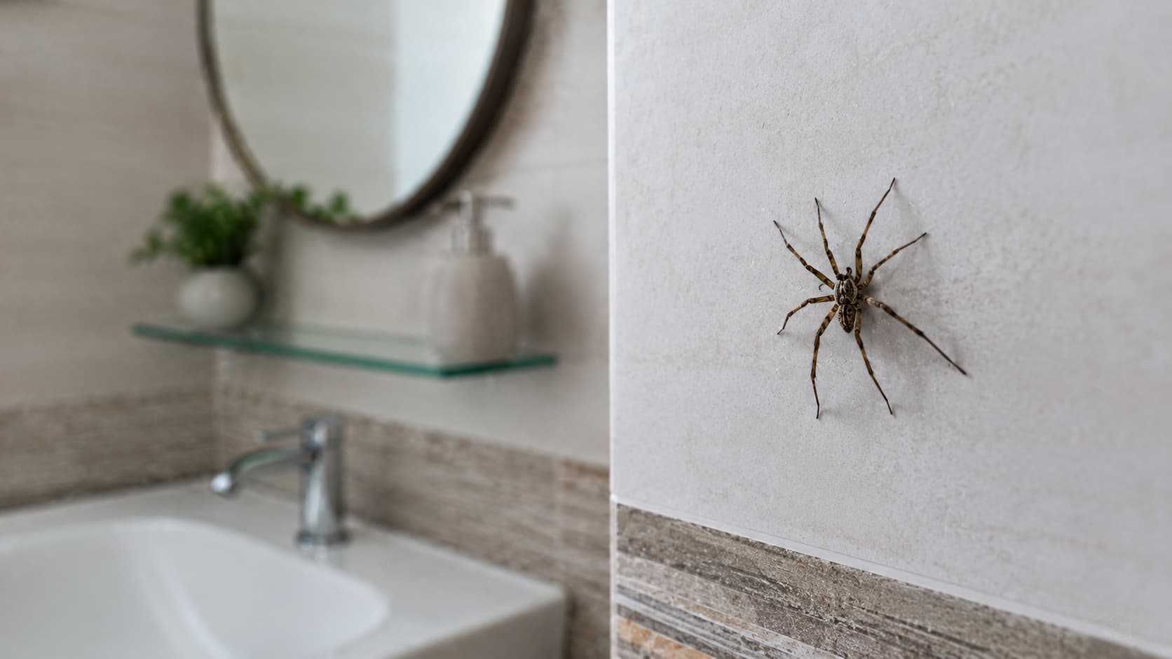 9 Best Spider Control Services in Columbus, Ohio (2026)