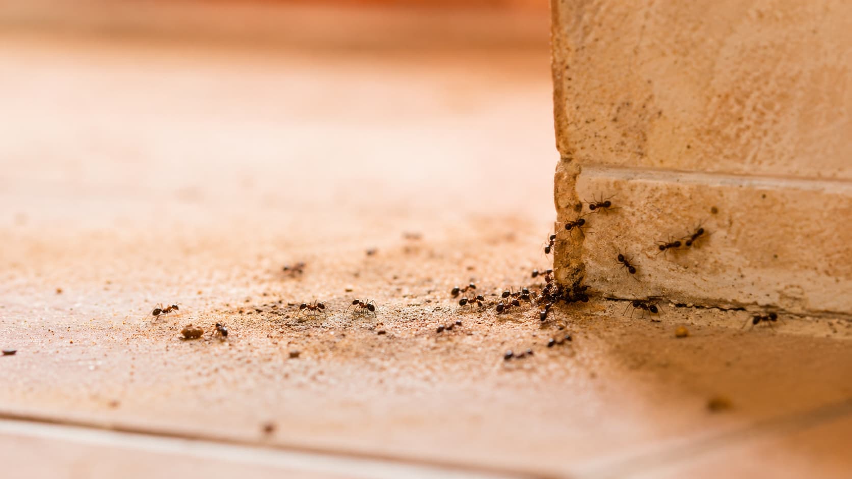 7 Best Ant Control Services in Salt Lake City, Utah (2026)