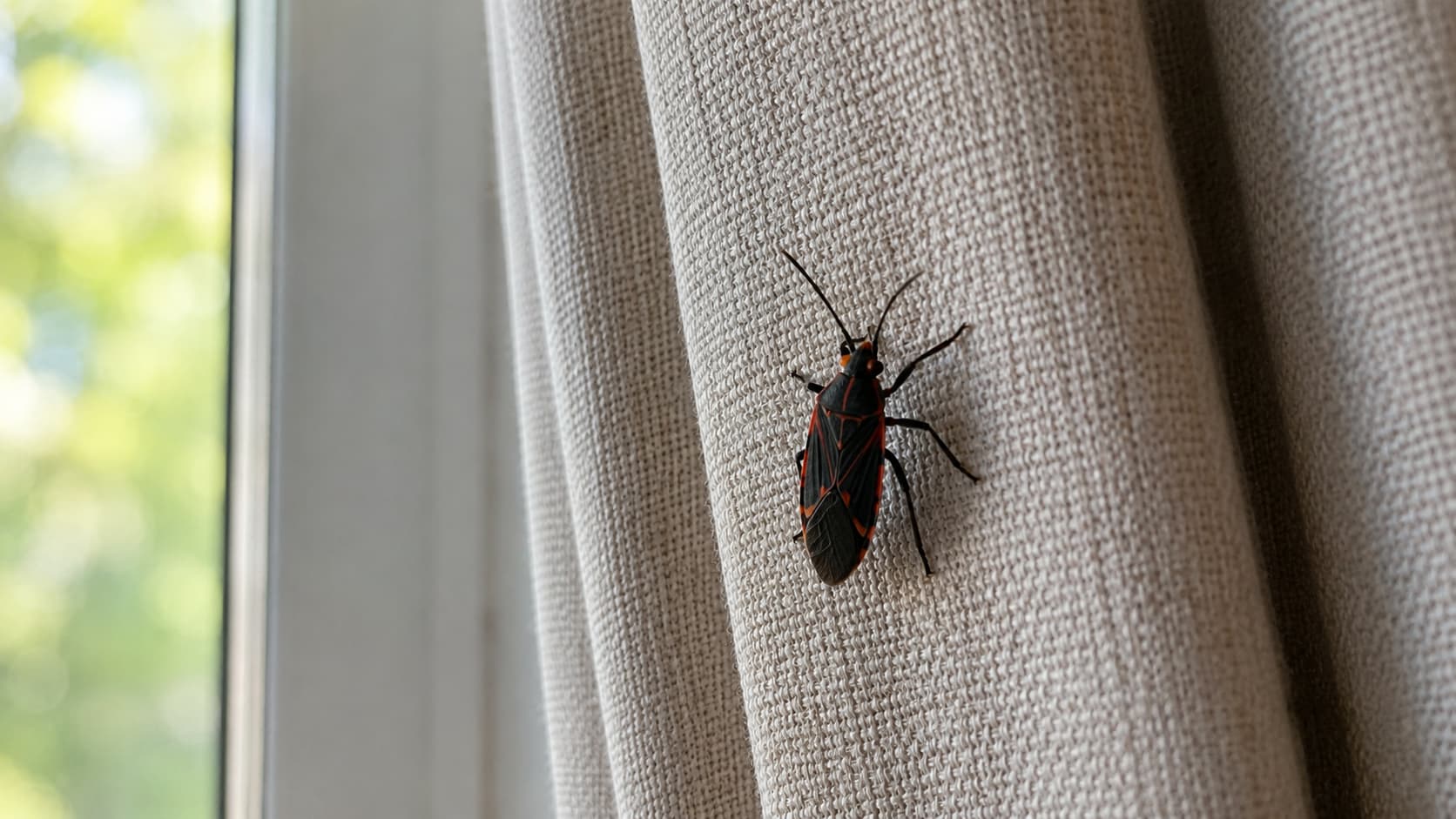 9 Best Box Elder Exterminator Services in Salt Lake City, Utah (2026)
