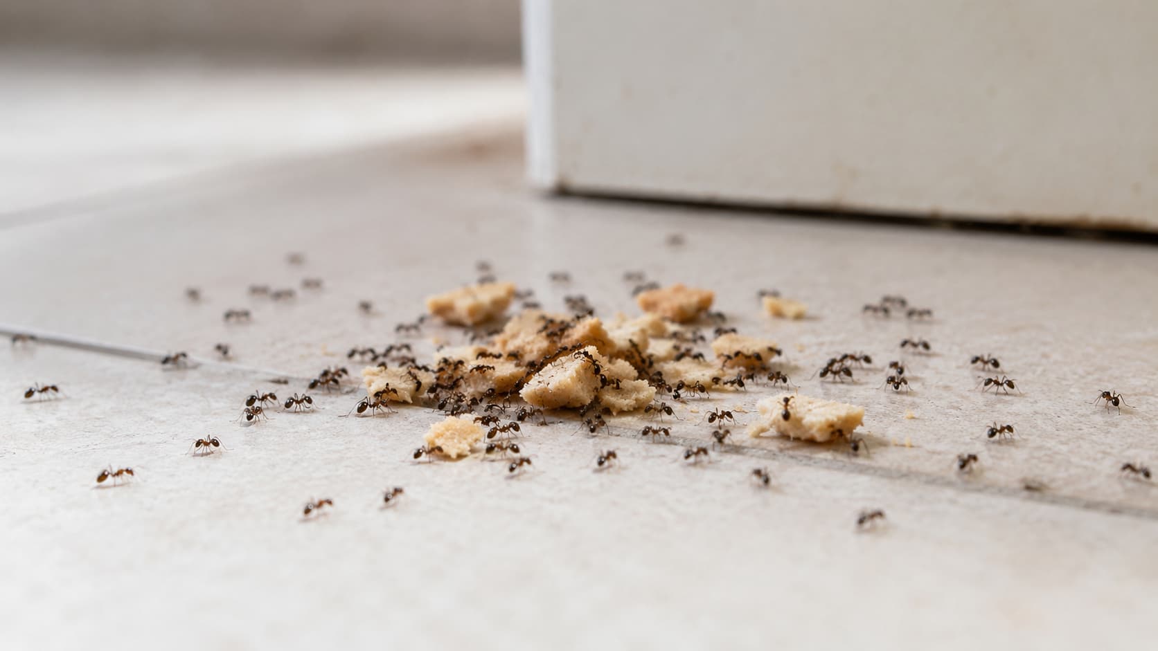9 Best Ant Control Services in Provo, Utah (2026)