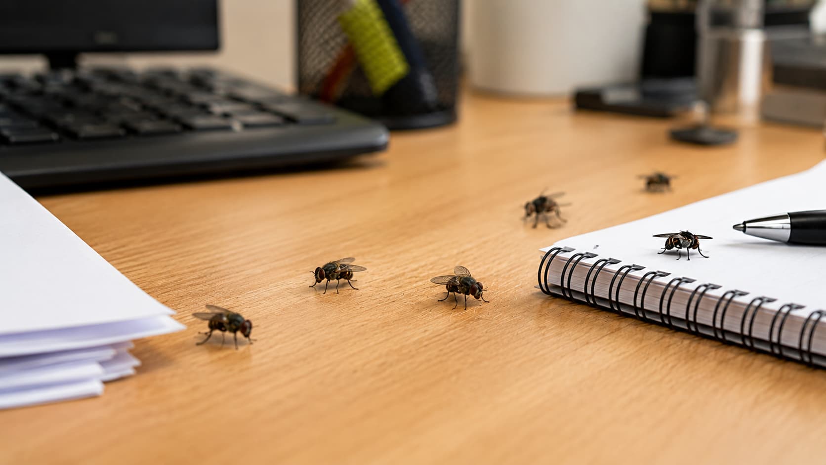 7 Best Insect Removal Services in Provo, Utah (2026)
