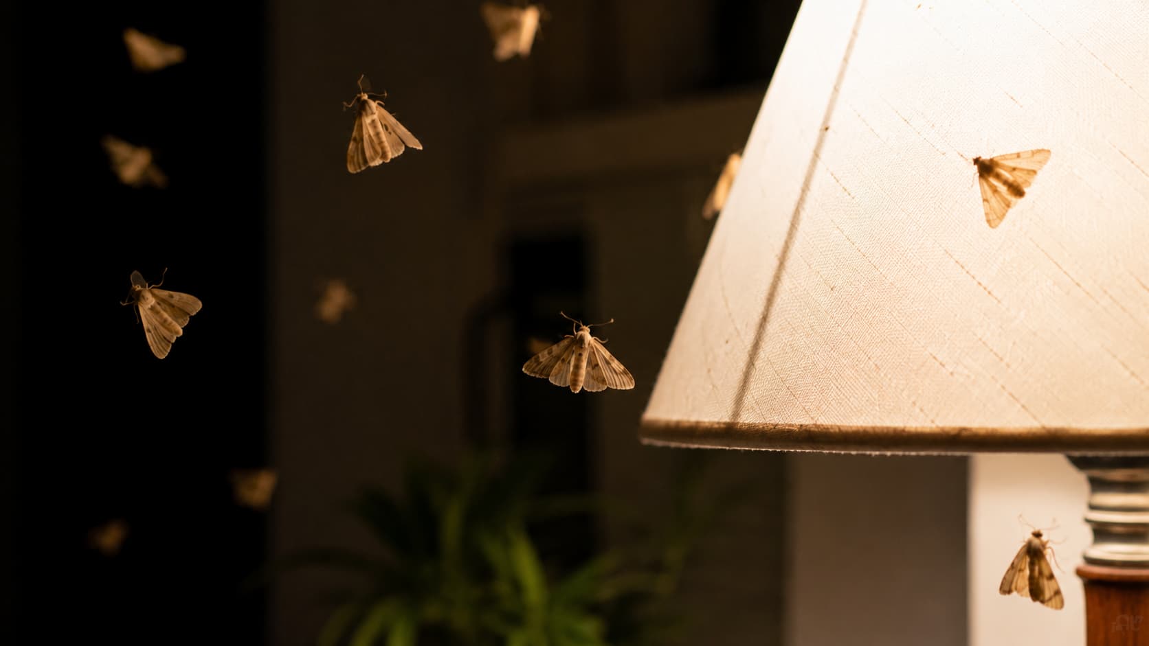 11 Best Moth Control Services in Provo, Utah (2026)