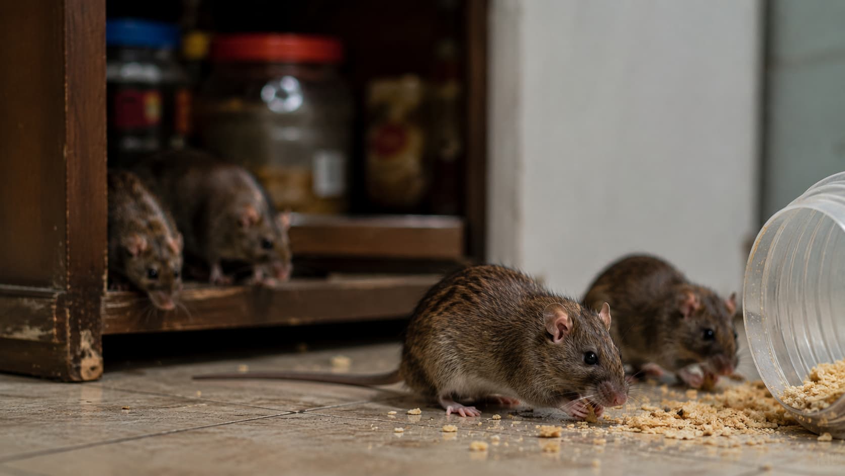 8 Best Rodent Control Services in Provo, Utah (2026)