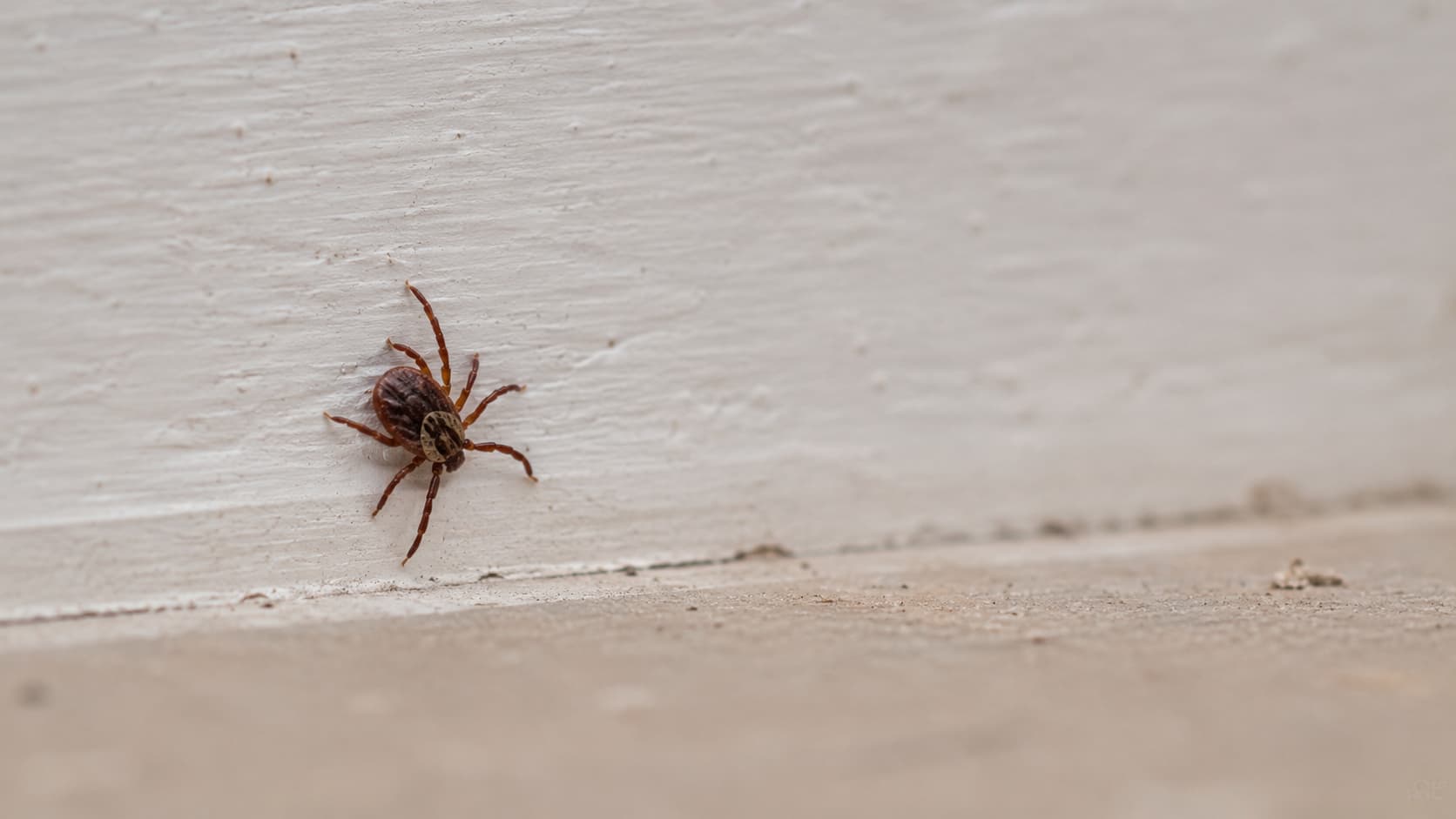 9 Best Tick Control Services in Provo, Utah (2026)