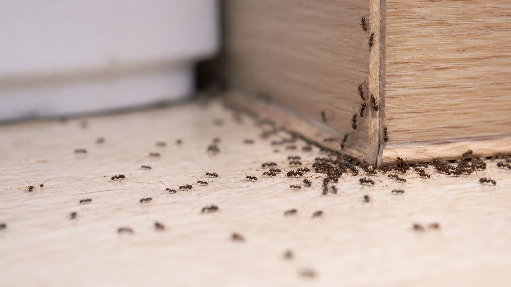 10 Best Ant Control Services in St. George, Utah (2026)