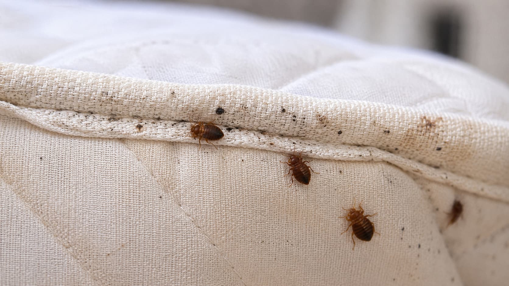 12 Best Bed Bug Exterminator Services in St. George, Utah (2026)