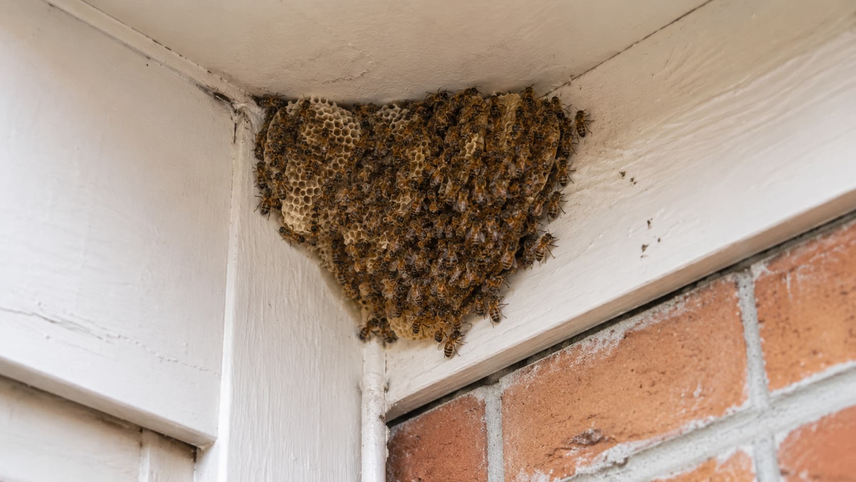 12 Best Bee Exterminator Services in St. George, Utah (2026)