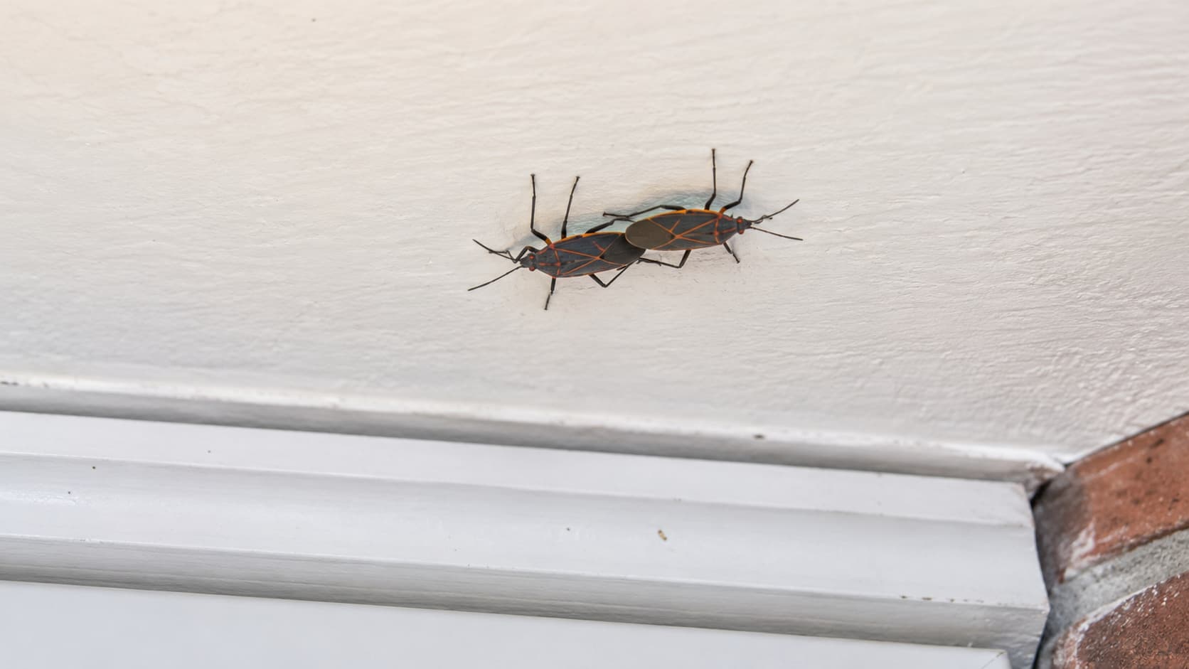 12 Best Box Elder Exterminator Services in St. George, Utah (2026)