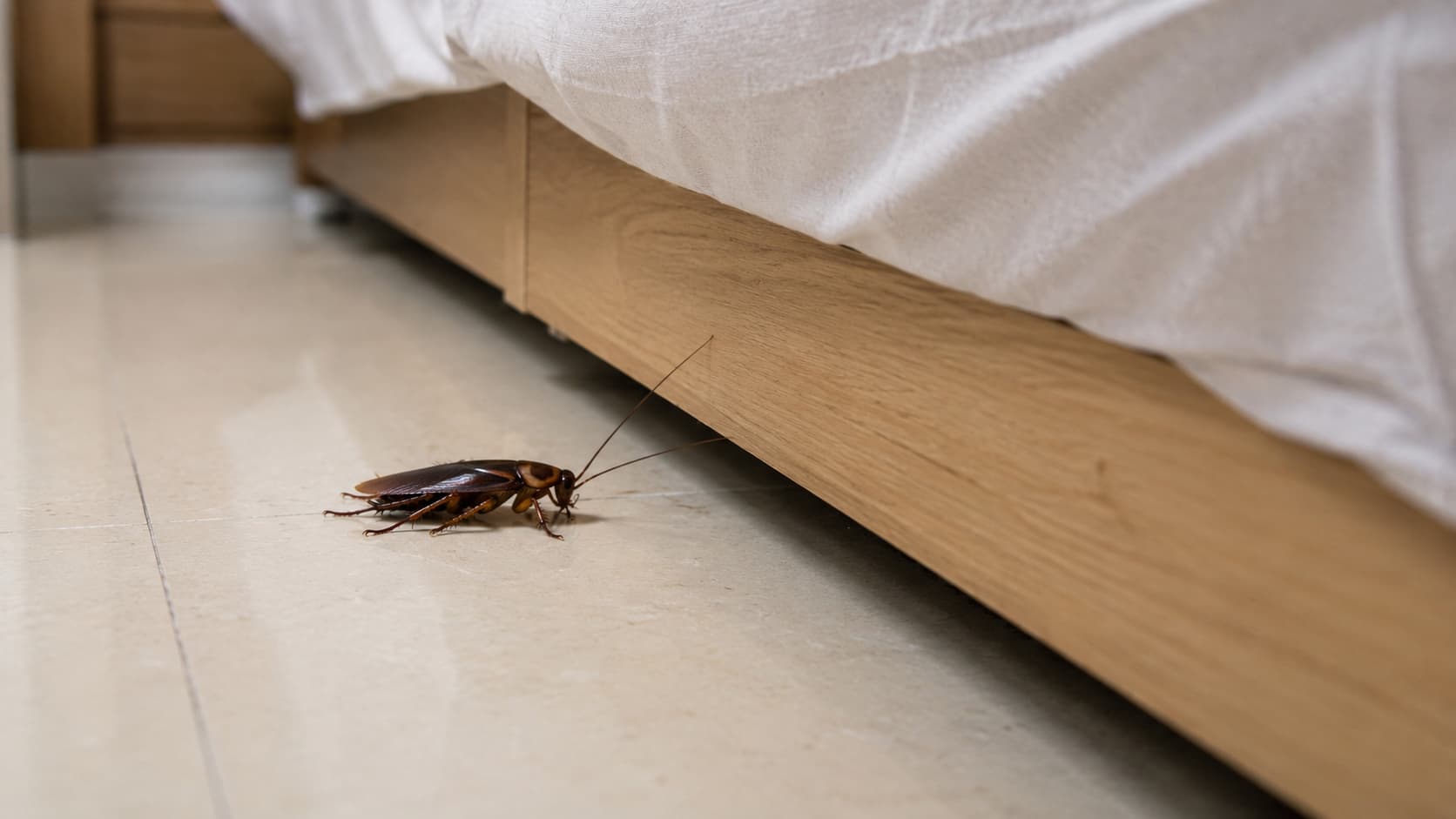 12 Best Cockroach Exterminator Services in St. George, Utah (2026)