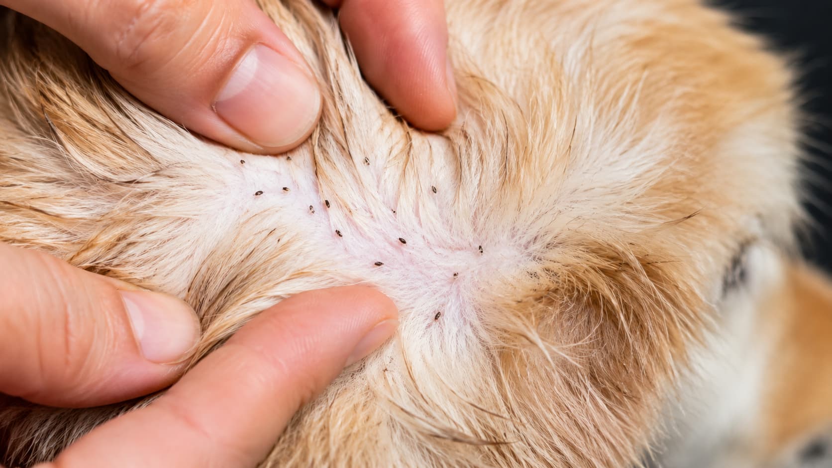 10 Best Flea Exterminator Services in St. George, Utah (2026)