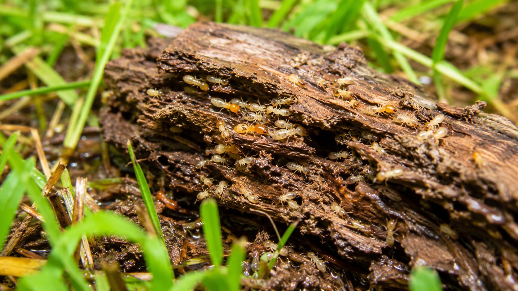 10 Best Termite Treatment Services in St. George, Utah (2026)