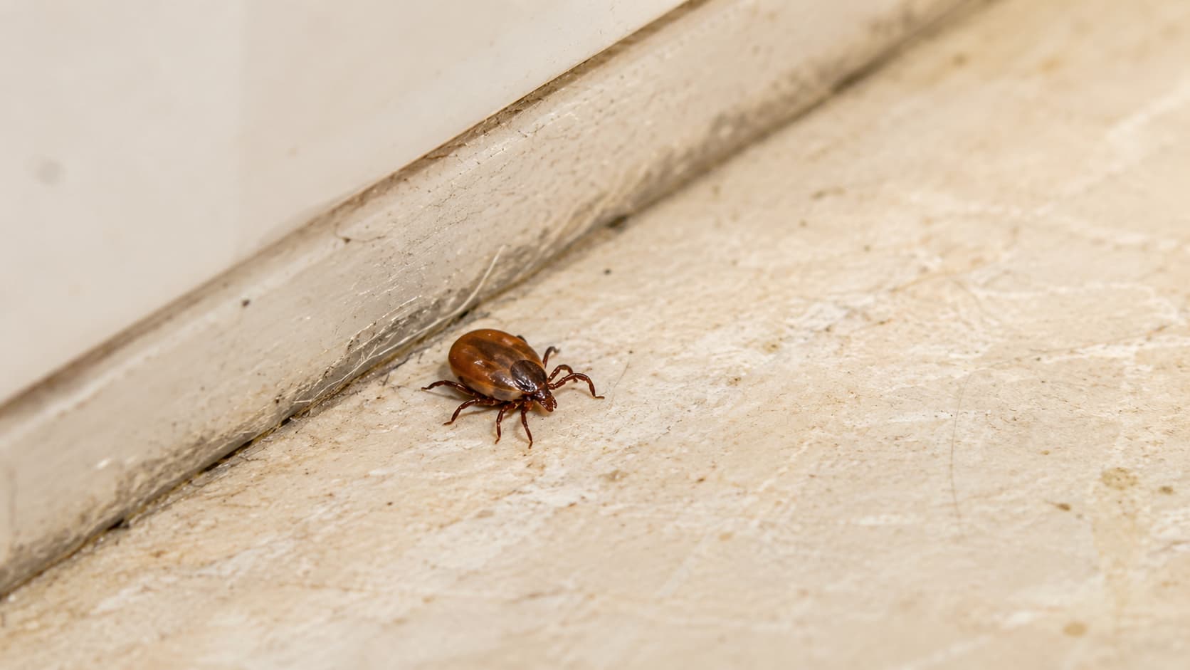 10 Best Tick Control Services in St. George, Utah (2026)