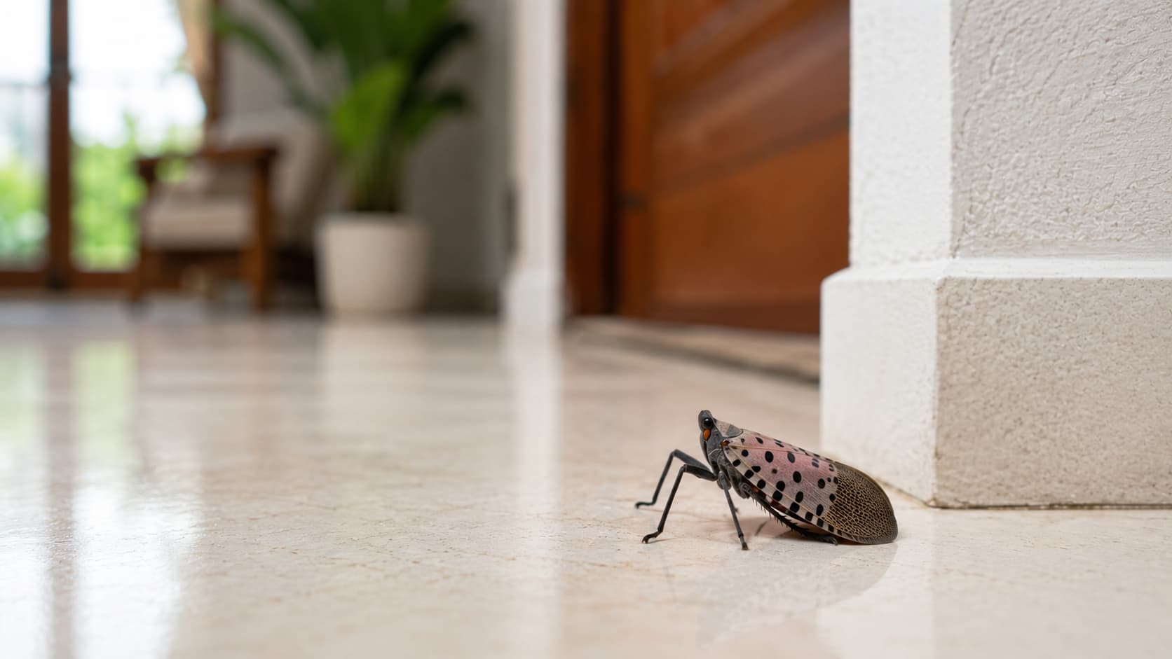9 Best Lanternfly Exterminator Services in Ogden, Utah (2026)