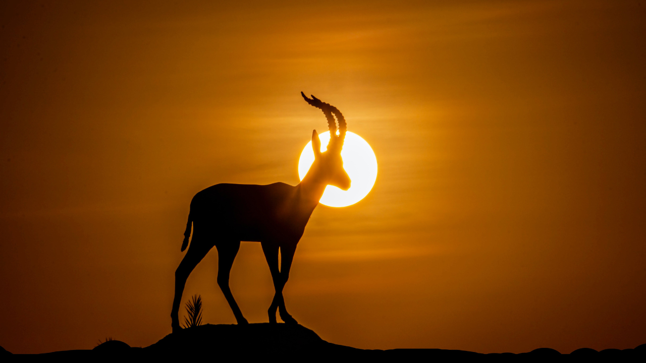 Hluhluwe-iMfolozi vs Nambiti: Which KZN Safari Is Right for You?