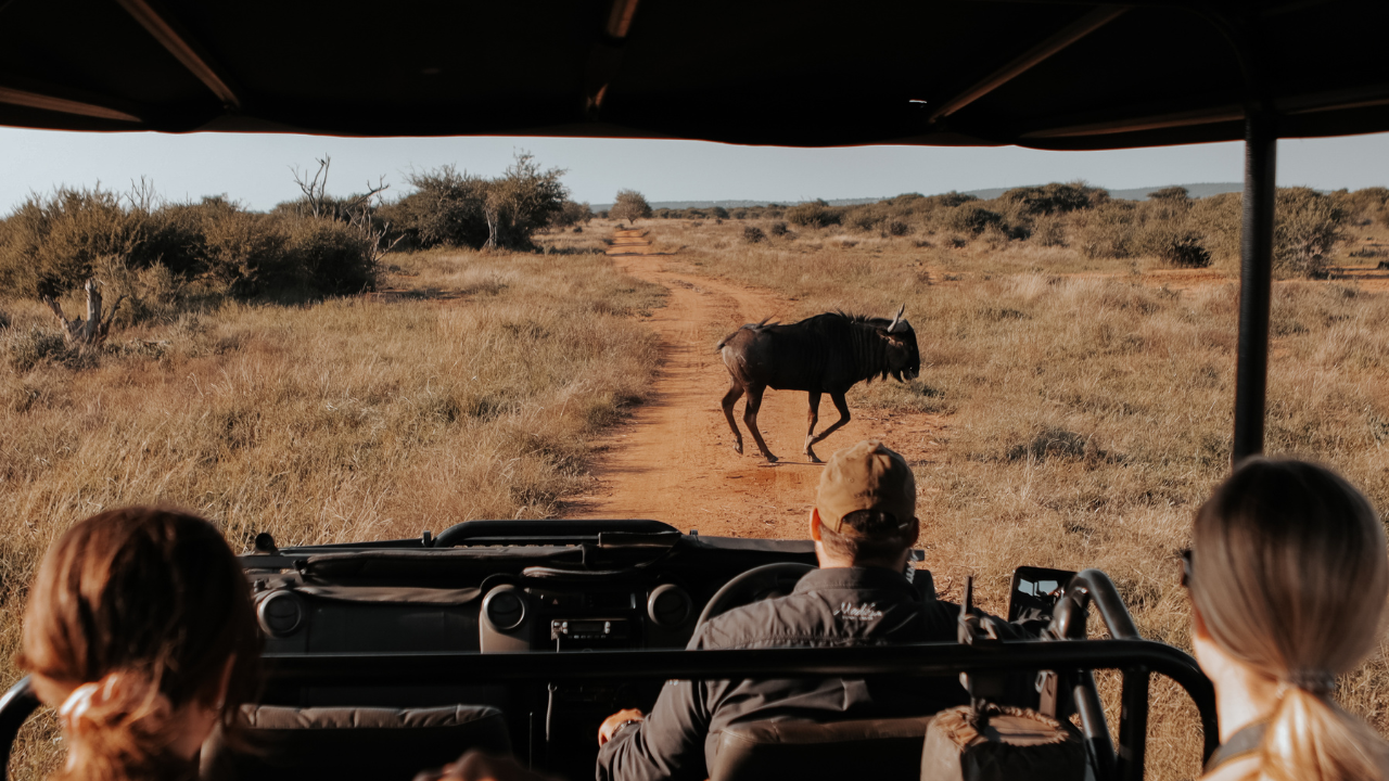 Hluhluwe-iMfolozi vs Tembe Elephant Park: Wildlife, Experience & Travel Differences