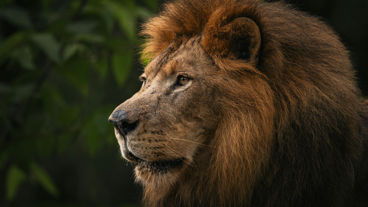 Private Game Reserve vs National Park Safari in KwaZulu-Natal