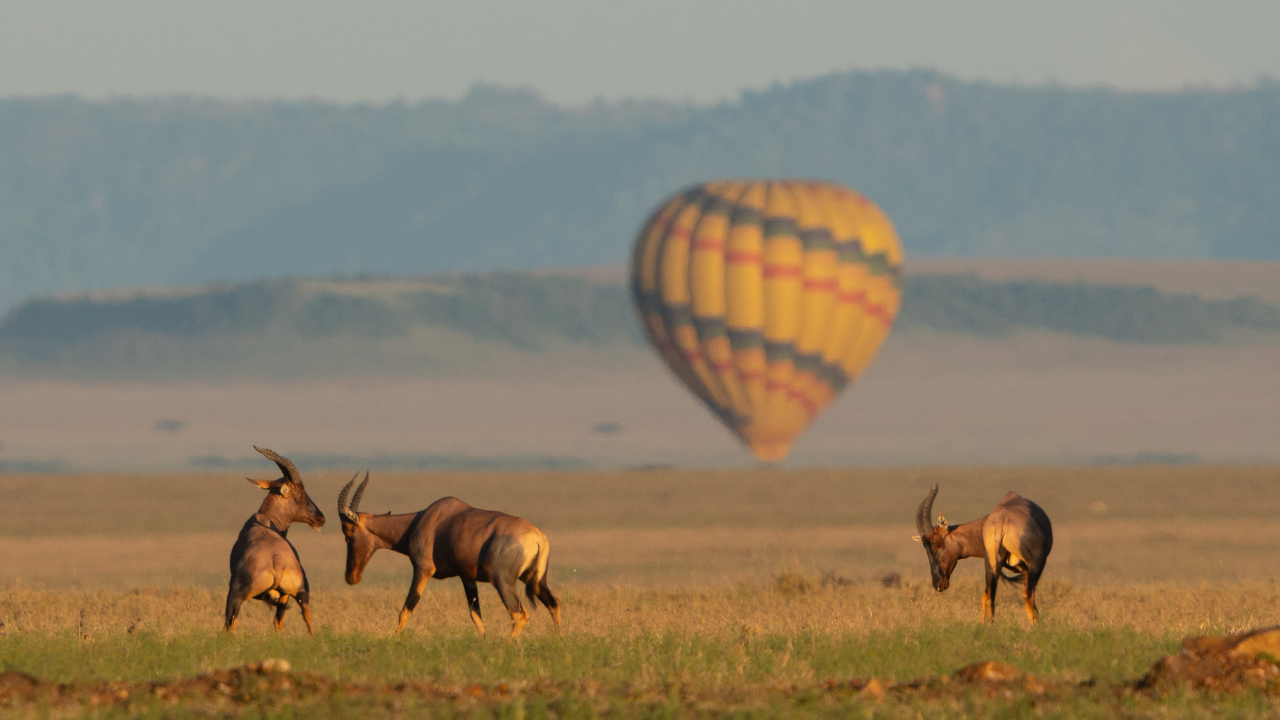Best KZN Safari Regions Compared: Zululand vs Elephant Coast vs Midlands