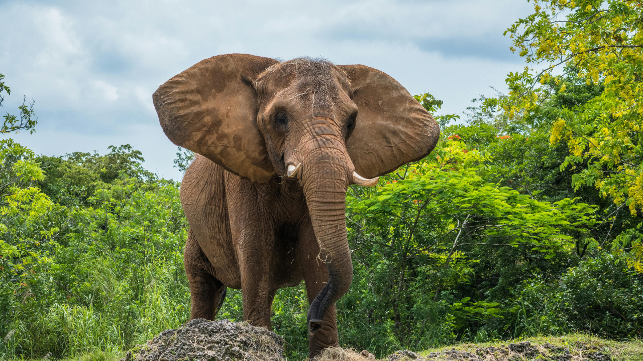 Which KZN Safari Is Best for Families?