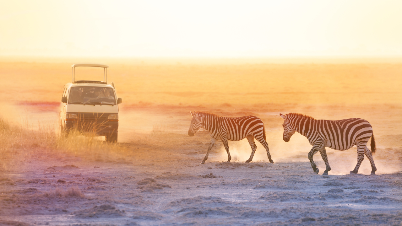 Complete Guide to Northern KwaZulu-Natal Safari Experiences