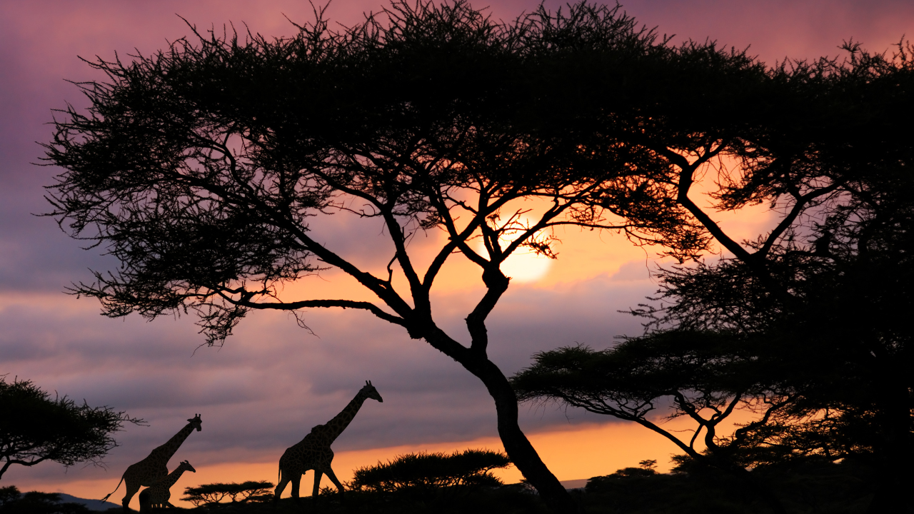 Complete Guide to Midlands & Hinterland Safaris