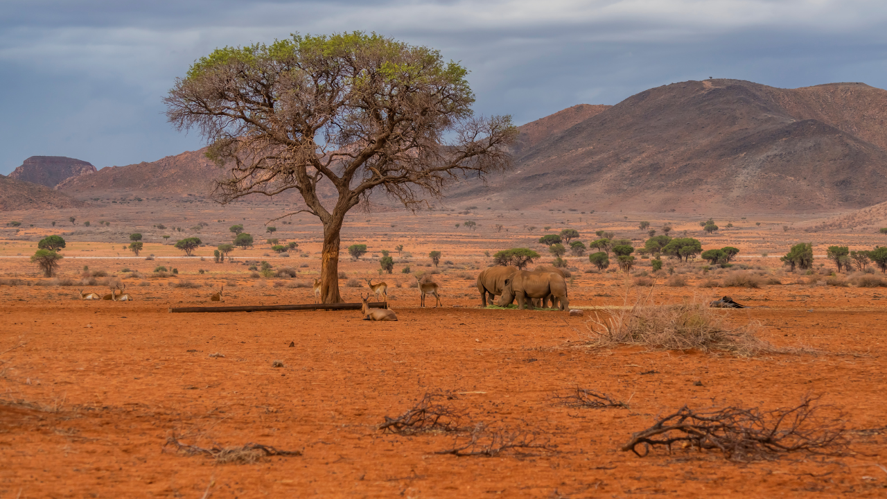 South Coast & Durban Safaris: The Complete Guide to KwaZulu-Natal's Most Accessible Wildlife Adventures