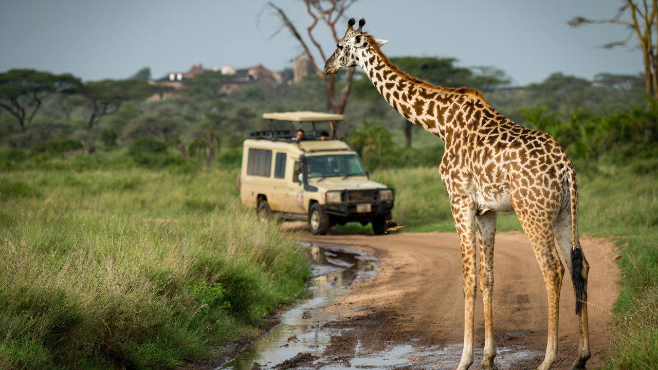 How to Combine Multiple KZN Safari Regions for the Ultimate Wildlife Adventure