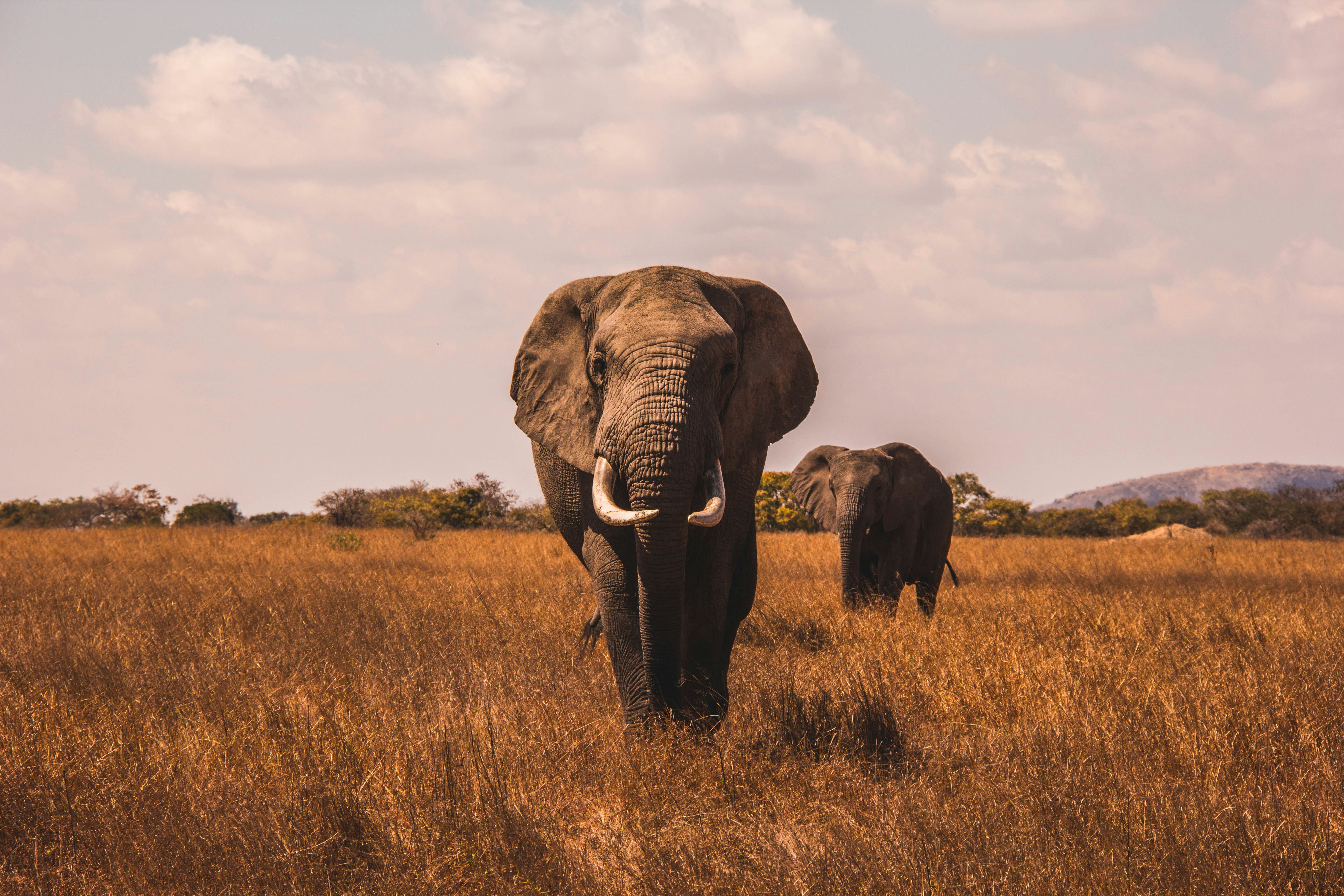 Planning a Multi-Reserve Safari in KwaZulu-Natal: The Ultimate Itinerary Guide