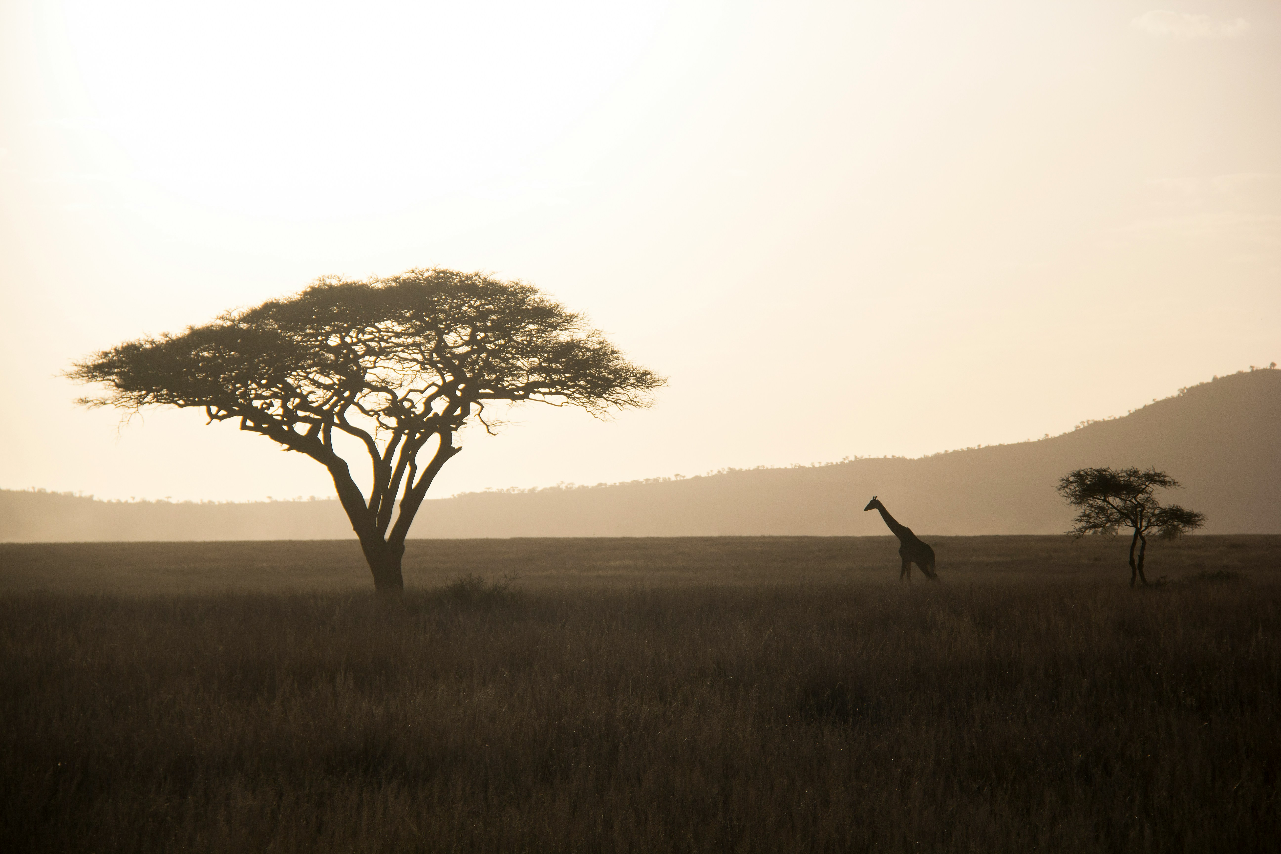 How to Choose a Safari Lodge in KwaZulu-Natal: A Practical Guide to Finding Your Perfect Stay