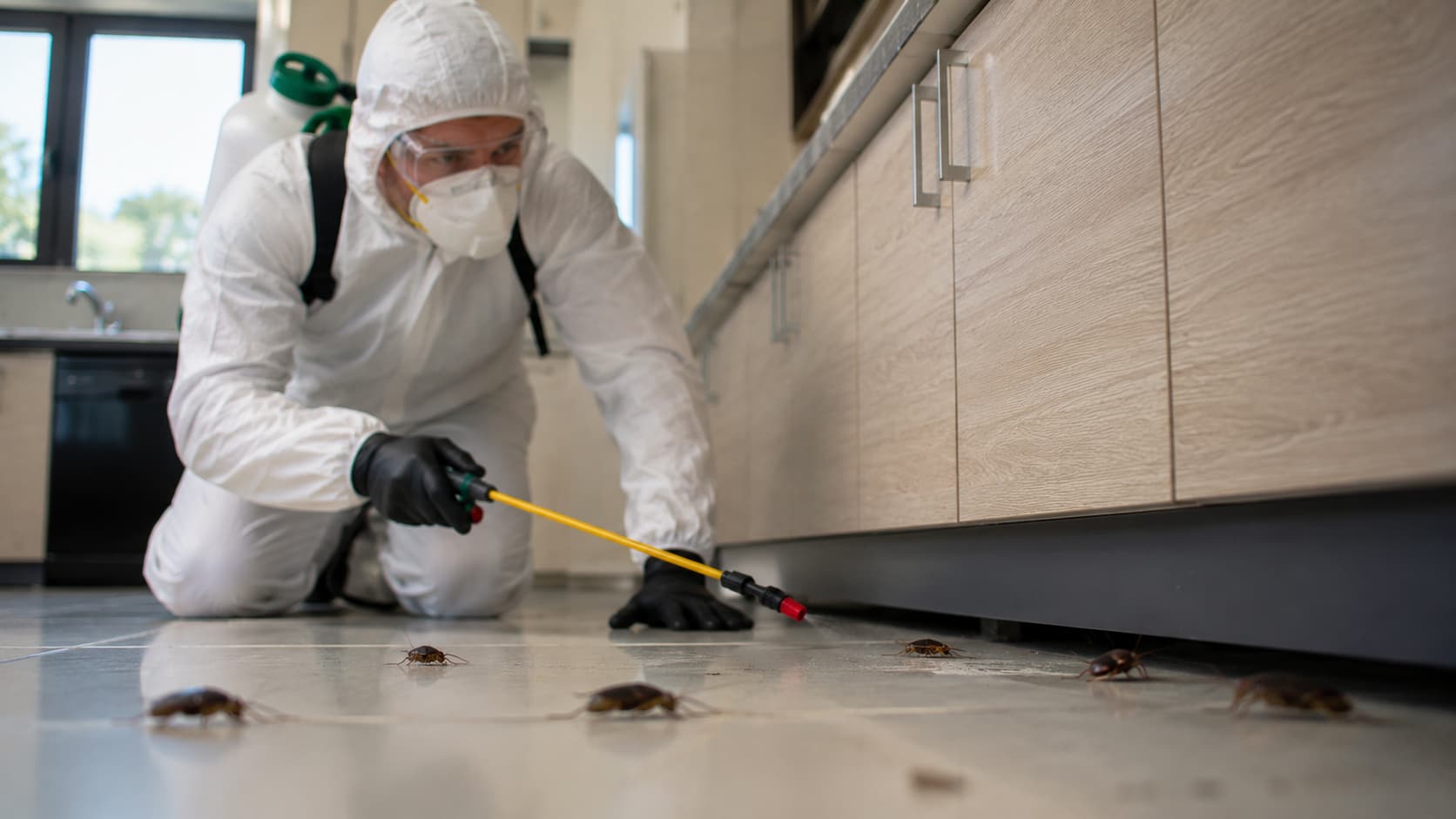 Cockroach Exterminator Service in Orem, UT (2026)