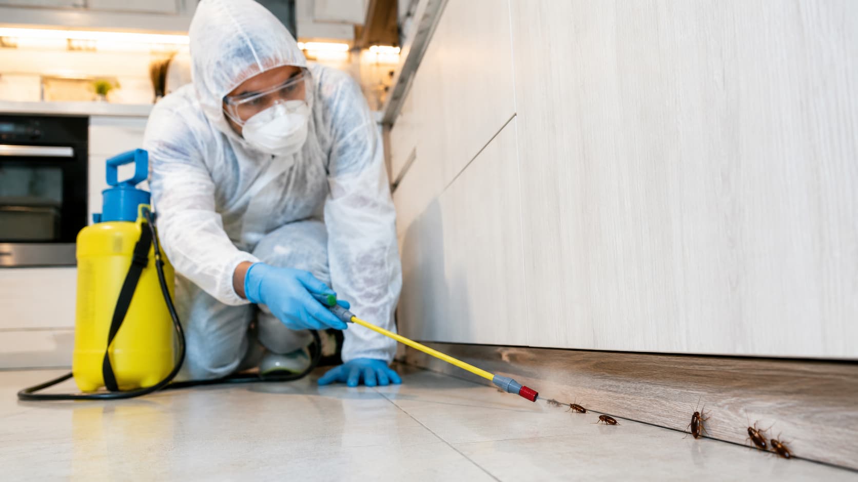 Insect Removal Service in Orem, UT (2026)