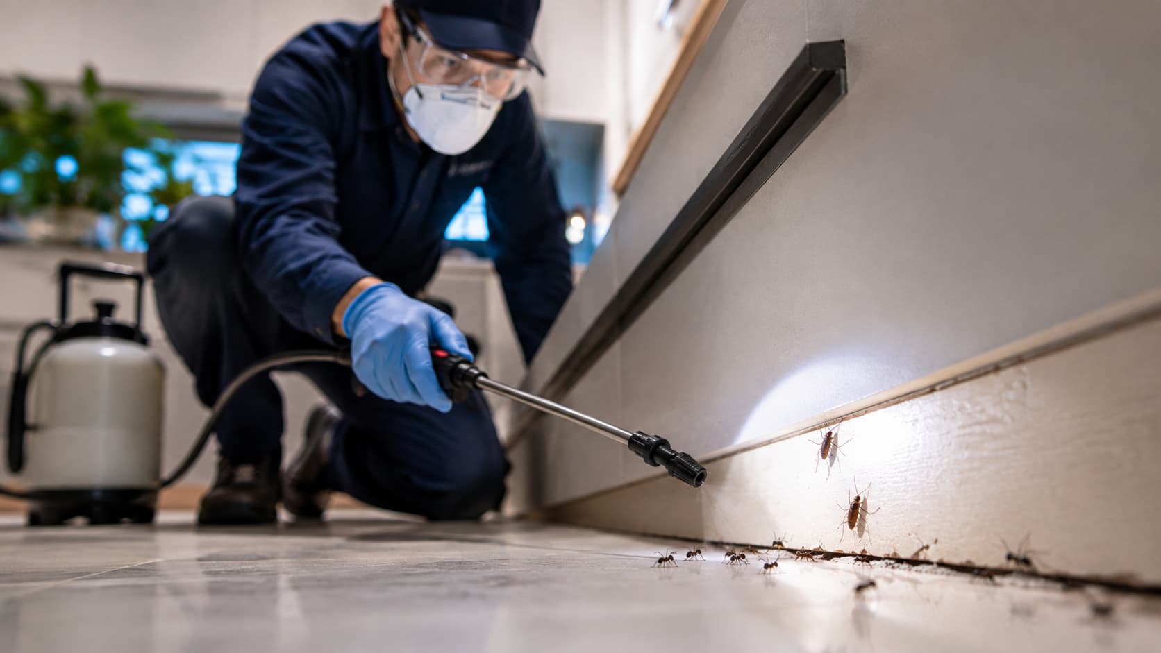 Insect Removal Service in Hurricane, UT (2026)