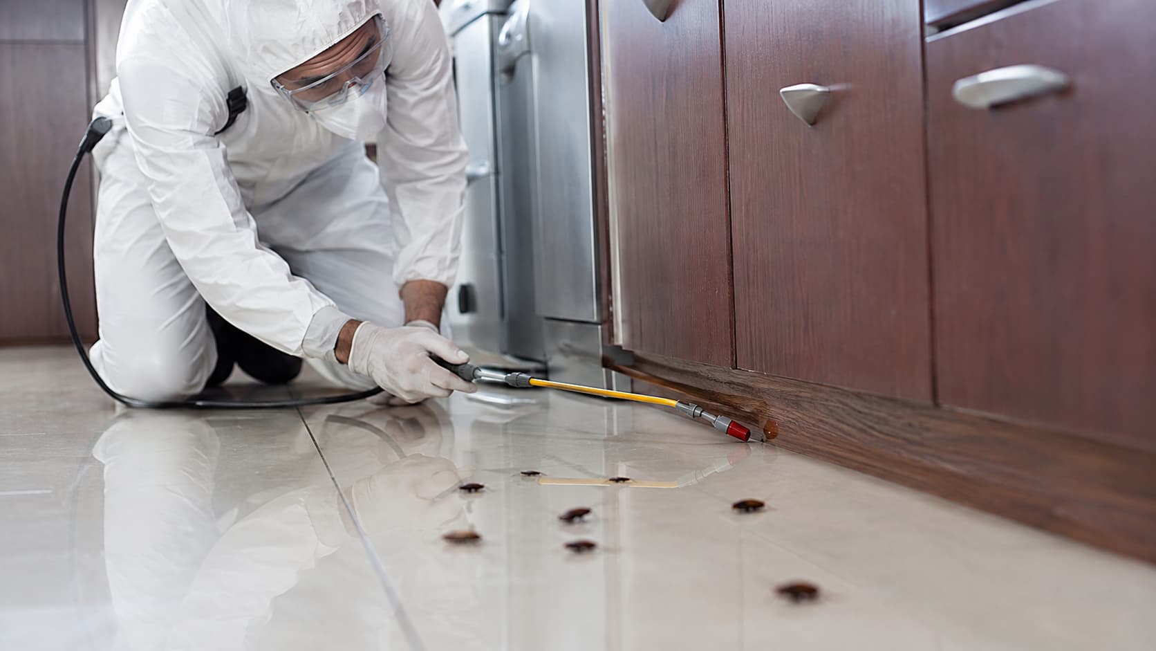 Cockroach Exterminator Service in Cedar City, UT (2026)