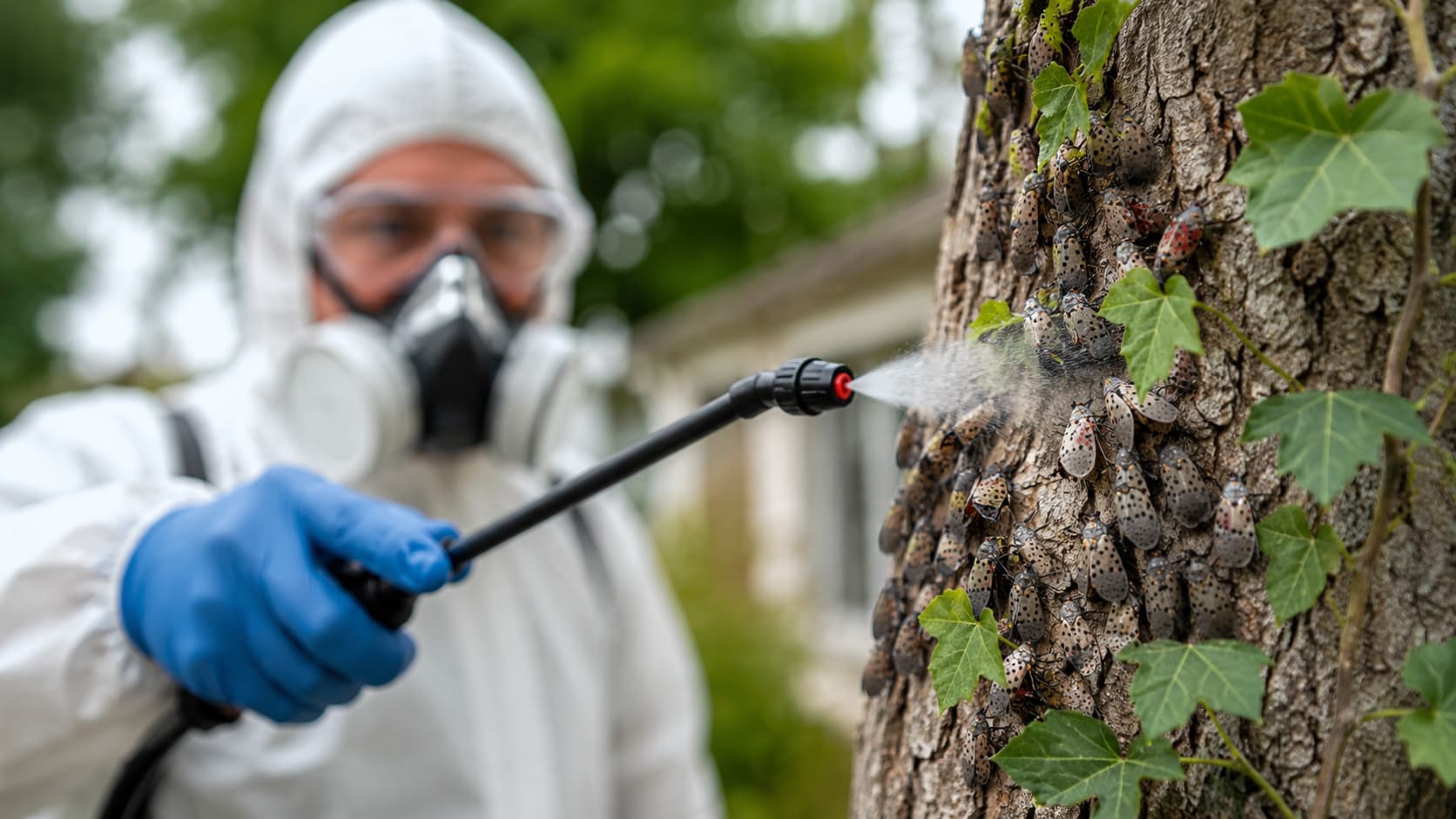 Lanternfly Exterminator Service in Cedar City, UT (2026)