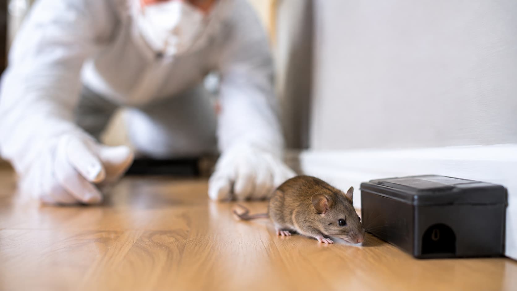 Mice Exterminator Service in Cedar City, UT (2026)