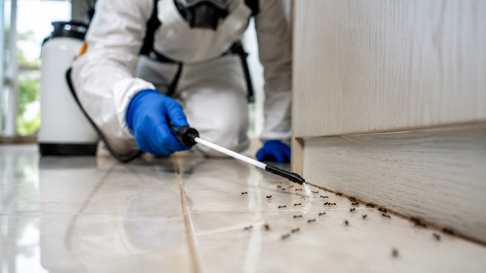 Ant Control Service in Layton, UT (2026)