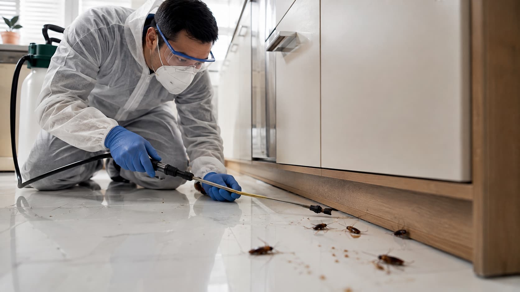 Cockroach Exterminator Service in Layton, UT (2026)