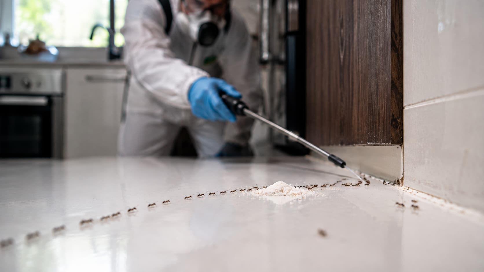 Ant Control Service in Zanesville, OH (2026)