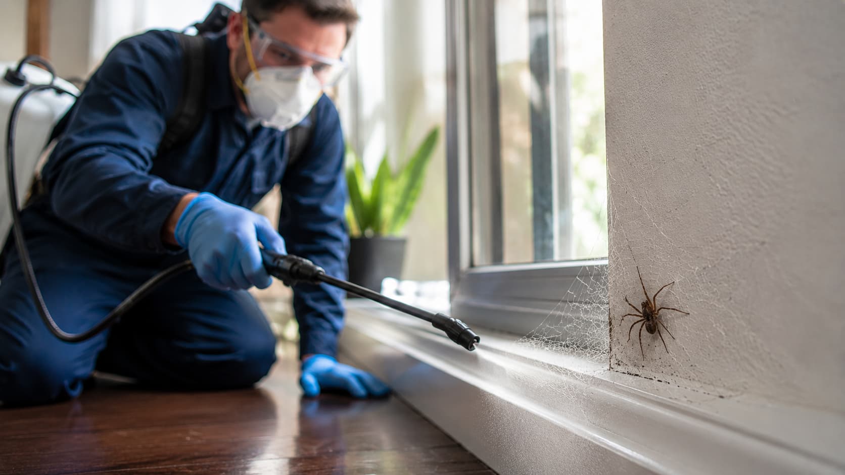 Spider Control Service in Zanesville, OH (2026)