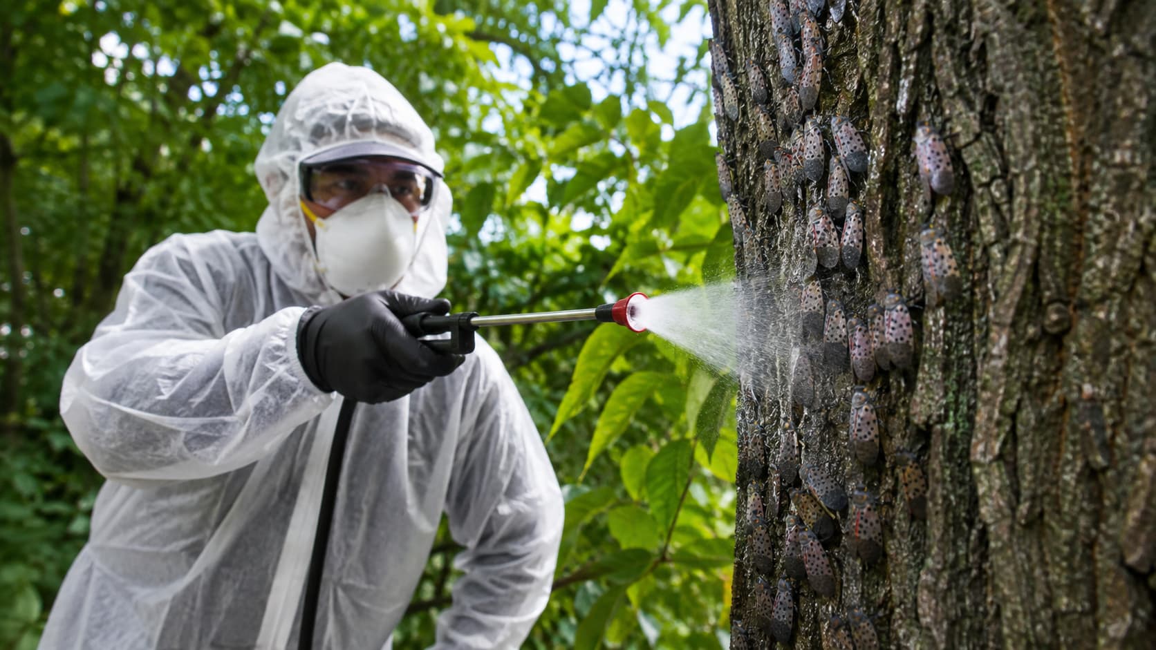 Lanternfly Exterminator Service in Sandusky, OH (2026)